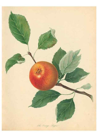 Reproducción/Reproduction 42438591421: Pomona Herefordiensis :. London :Printed for the Agricultural Society of Herefordshire, by W. Bulmer ... and sold by W. Hooker ... White and Cochrane ... and J. Harding ...,1811.. 