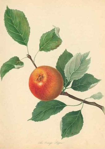 Reproducción/Reproduction 42438591421: Pomona Herefordiensis :. London :Printed for the Agricultural Society of Herefordshire, by W. Bulmer ... and sold by W. Hooker ... White and Cochrane ... and J. Harding ...,1811.. 