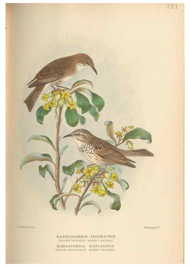 Reproducción/Reproduction 42399815961: The birds of Australia /. London :Witherby,1910-1927.. 