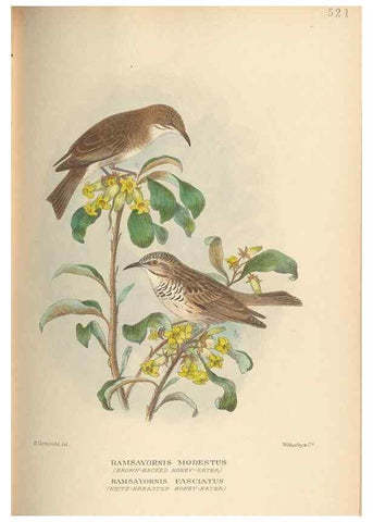 Reproducción/Reproduction 42399815961: The birds of Australia /. London :Witherby,1910-1927.. 