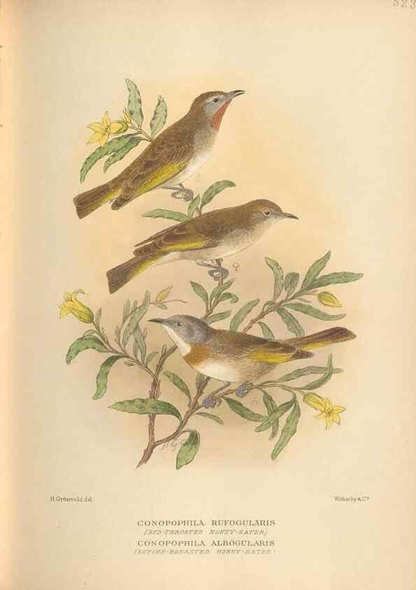 Reproducción/Reproduction 42349814062: The birds of Australia /. London :Witherby,1910-1927.. 