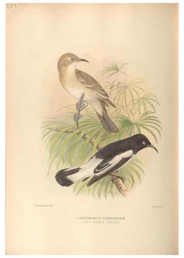 Reproducción/Reproduction 42349814702: The birds of Australia /. London :Witherby,1910-1927.. 