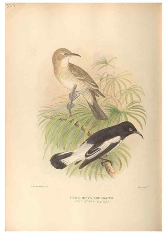 Reproducción/Reproduction 42349814702: The birds of Australia /. London :Witherby,1910-1927.. 