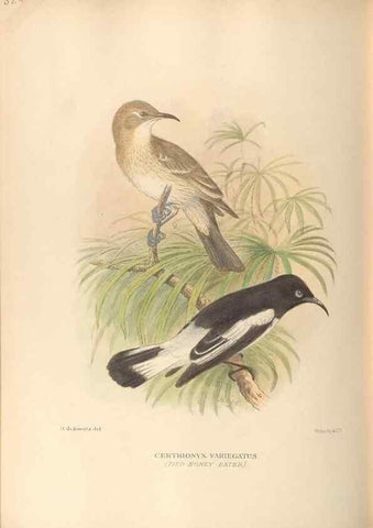 Reproducción/Reproduction 42349814702: The birds of Australia /. London :Witherby,1910-1927.. 