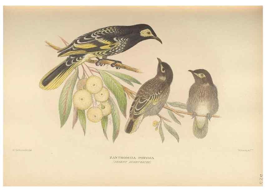Reproducción/Reproduction 27529222507: The birds of Australia /. London :Witherby,1910-1927.. 