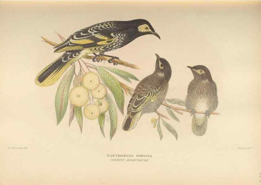 Reproducción/Reproduction 27529222507: The birds of Australia /. London :Witherby,1910-1927.. 