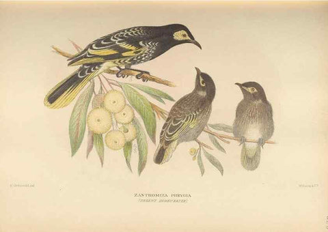 Reproducción/Reproduction 27529222507: The birds of Australia /. London :Witherby,1910-1927.. 