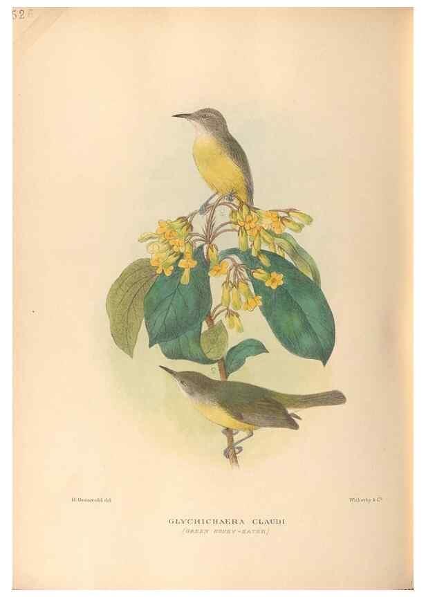 Reproducción/Reproduction 28526376858: The birds of Australia /. London :Witherby,1910-1927.. 