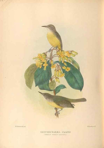 Reproducción/Reproduction 28526376858: The birds of Australia /. London :Witherby,1910-1927.. 