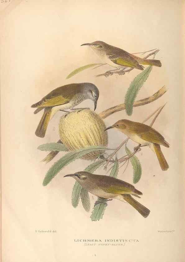 Reproducción/Reproduction 42349816722: The birds of Australia /. London :Witherby,1910-1927.. 