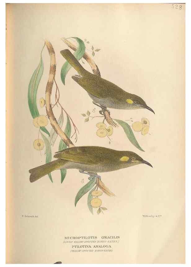 Reproducción/Reproduction 28526379828: The birds of Australia /. London :Witherby,1910-1927.. 