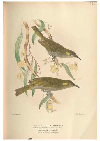 Reproducción/Reproduction 28526379828: The birds of Australia /. London :Witherby,1910-1927.. 