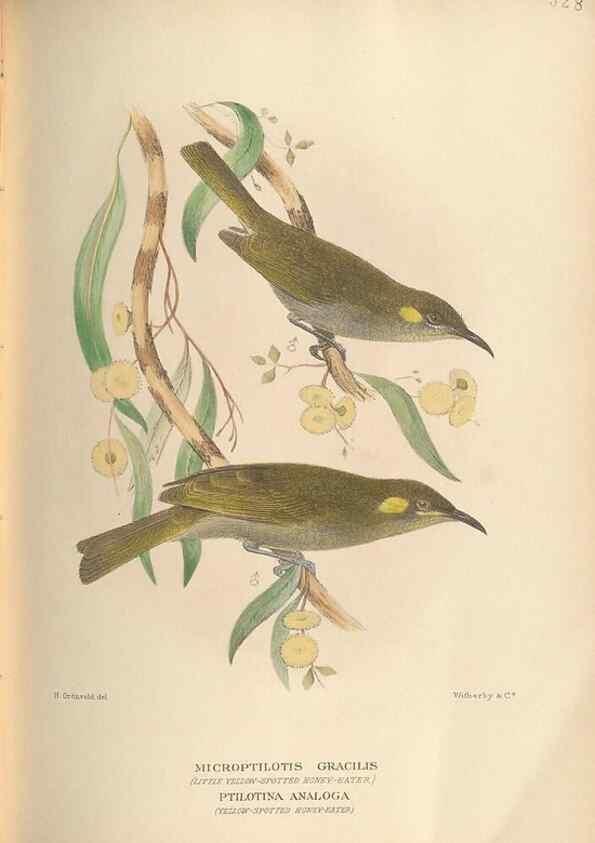 Reproducción/Reproduction 28526379828: The birds of Australia /. London :Witherby,1910-1927.. 