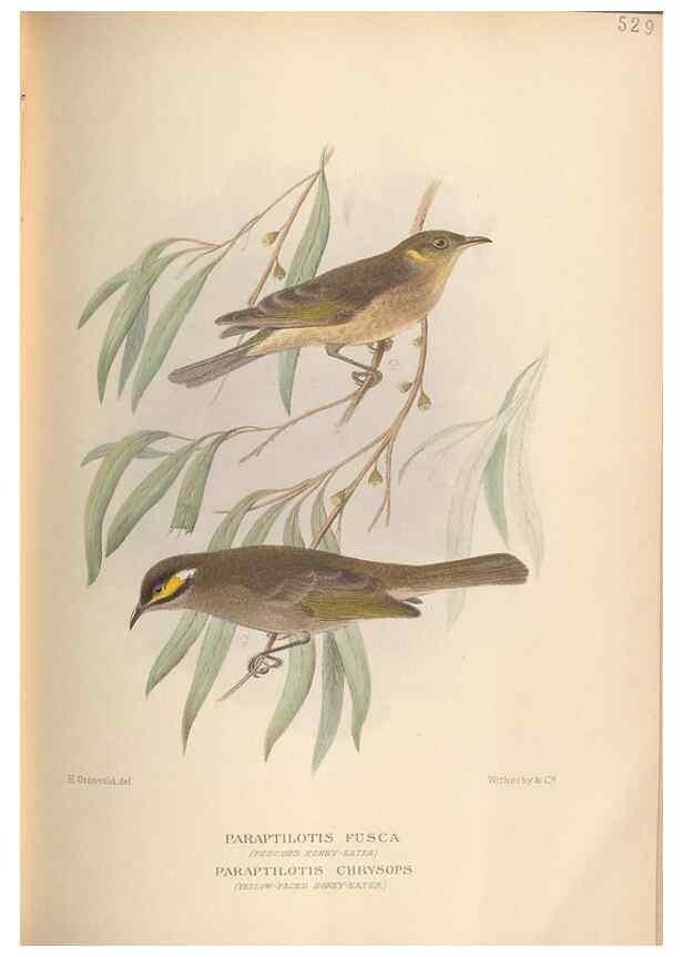 Reproducción/Reproduction 28526381418: The birds of Australia /. London :Witherby,1910-1927.. 