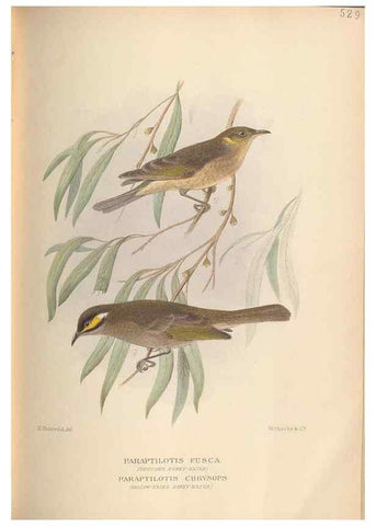 Reproducción/Reproduction 28526381418: The birds of Australia /. London :Witherby,1910-1927.. 