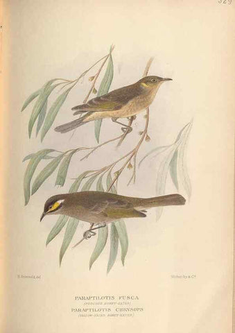 Reproducción/Reproduction 28526381418: The birds of Australia /. London :Witherby,1910-1927.. 