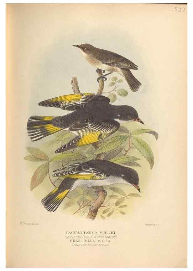 Reproducción/Reproduction 28526371408: The birds of Australia /. London :Witherby,1910-1927.. 