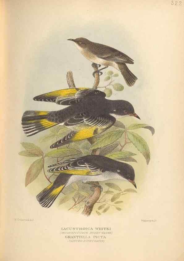 Reproducción/Reproduction 28526371408: The birds of Australia /. London :Witherby,1910-1927.. 