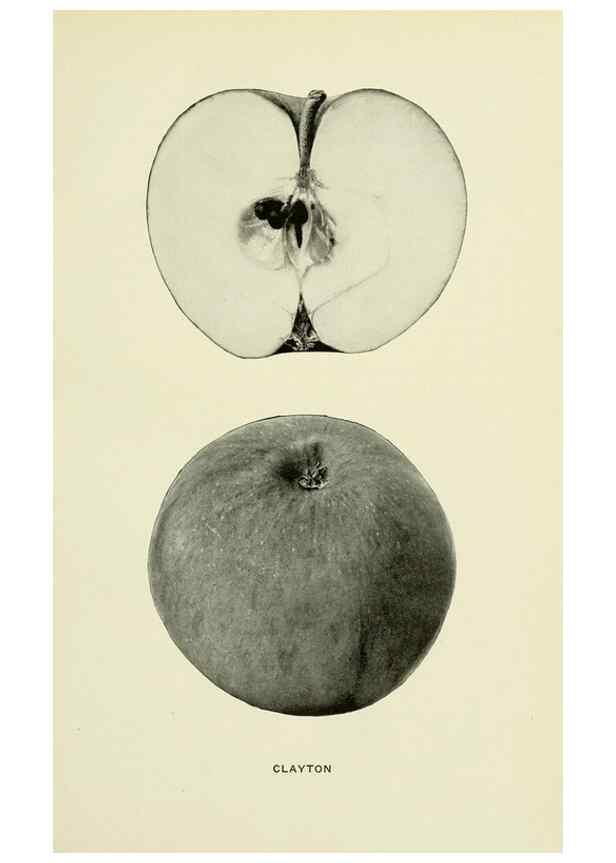 Reproducción/Reproduction 42409911542: The apples of New York,. Albany,J. B. Lyon Co., Printers,1905.. 