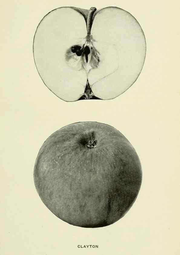 Reproducción/Reproduction 42409911542: The apples of New York,. Albany,J. B. Lyon Co., Printers,1905.. 
