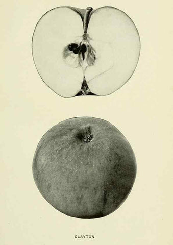 Reproducción/Reproduction 42409911542: The apples of New York,. Albany,J. B. Lyon Co., Printers,1905.. 