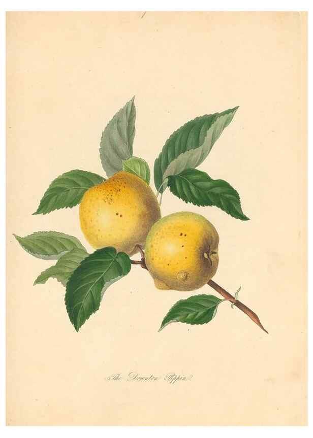 Reproducción/Reproduction 40630716660: Pomona Herefordiensis :. London :Printed for the Agricultural Society of Herefordshire, by W. Bulmer ... and sold by W. Hooker ... White and Cochrane ... and J. Harding ...,1811.. 