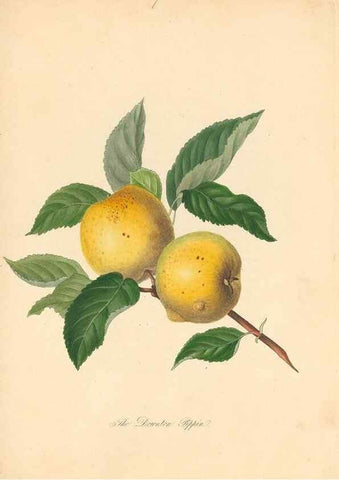 Reproducción/Reproduction 40630716660: Pomona Herefordiensis :. London :Printed for the Agricultural Society of Herefordshire, by W. Bulmer ... and sold by W. Hooker ... White and Cochrane ... and J. Harding ...,1811.. 