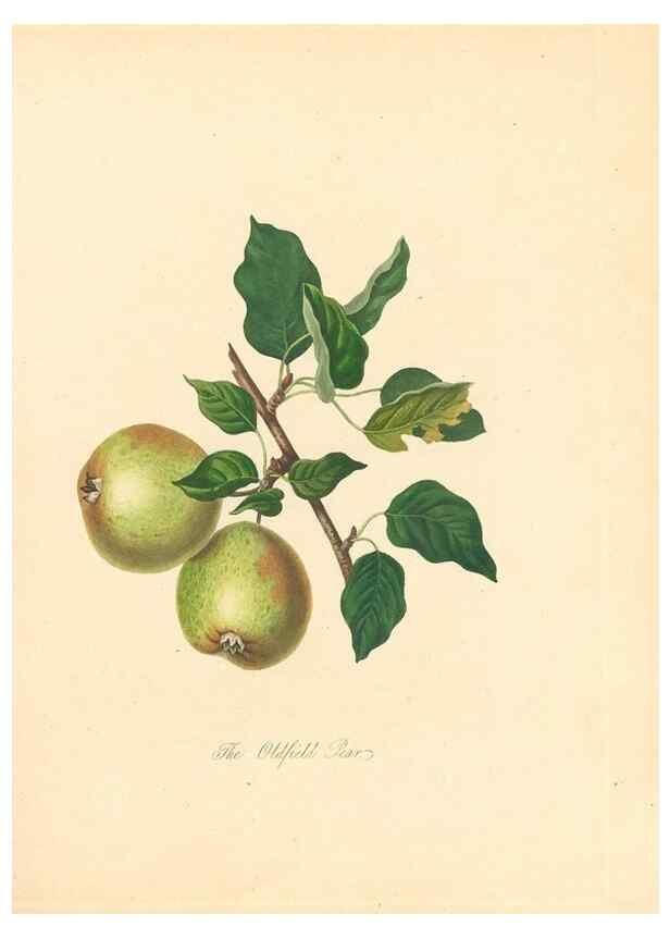 Reproducción/Reproduction 28565663228: Pomona Herefordiensis :. London :Printed for the Agricultural Society of Herefordshire, by W. Bulmer ... and sold by W. Hooker ... White and Cochrane ... and J. Harding ...,1811.. 