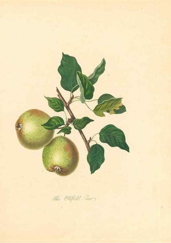 Reproducción/Reproduction 28565663228: Pomona Herefordiensis :. London :Printed for the Agricultural Society of Herefordshire, by W. Bulmer ... and sold by W. Hooker ... White and Cochrane ... and J. Harding ...,1811.. 