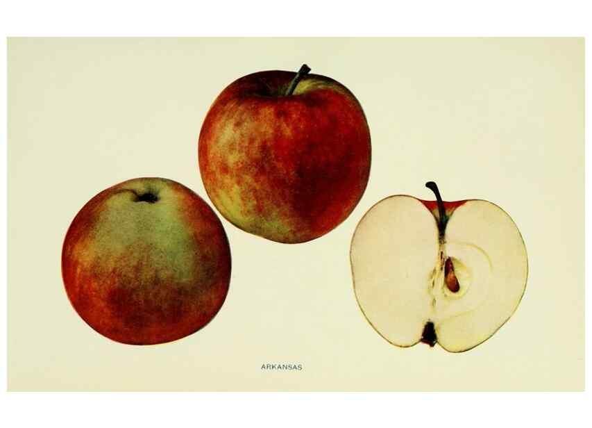 Reproducción/Reproduction 27590104737: The apples of New York,. Albany,J. B. Lyon Co., Printers,1905.. 