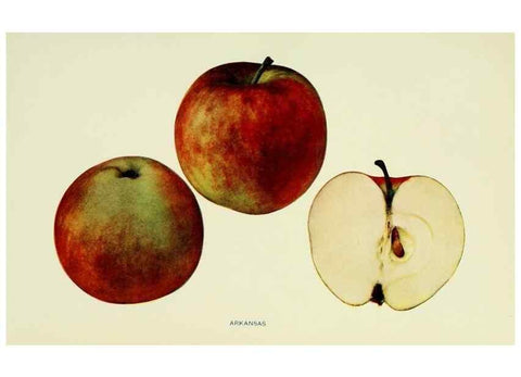 Reproducción/Reproduction 27590104737: The apples of New York,. Albany,J. B. Lyon Co., Printers,1905.. 