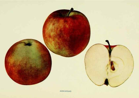Reproducción/Reproduction 27590104737: The apples of New York,. Albany,J. B. Lyon Co., Printers,1905.. 