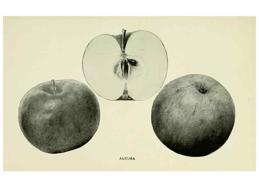 Reproducción/Reproduction 41737351474: The apples of New York,. Albany,J. B. Lyon Co., Printers,1905.. 