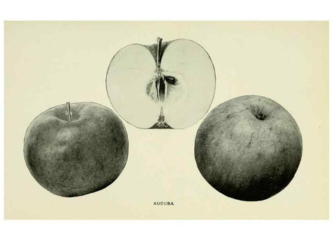 Reproducción/Reproduction 41737351474: The apples of New York,. Albany,J. B. Lyon Co., Printers,1905.. 