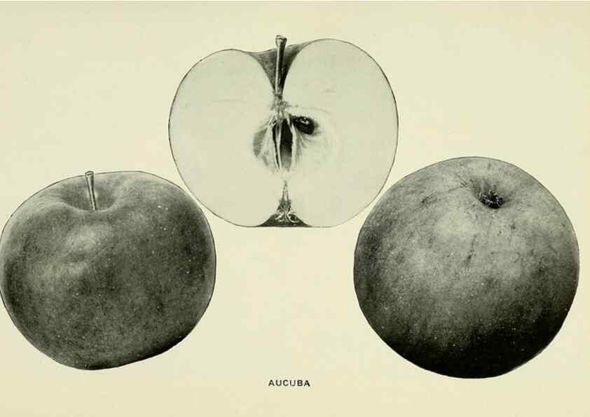 Reproducción/Reproduction 41737351474: The apples of New York,. Albany,J. B. Lyon Co., Printers,1905.. 