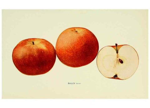 Reproducción/Reproduction 41557924535: The apples of New York,. Albany,J. B. Lyon Co., Printers,1905.. 