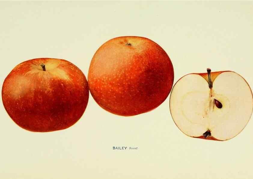 Reproducción/Reproduction 41557924535: The apples of New York,. Albany,J. B. Lyon Co., Printers,1905.. 