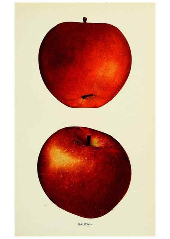 Reproducción/Reproduction 40651960560: The apples of New York,. Albany,J. B. Lyon Co., Printers,1905.. 