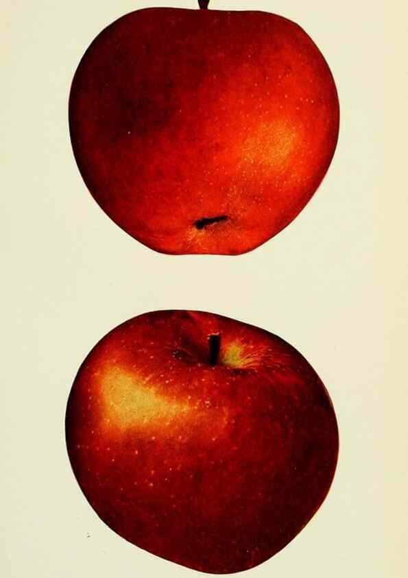 Reproducción/Reproduction 40651960560: The apples of New York,. Albany,J. B. Lyon Co., Printers,1905.. 