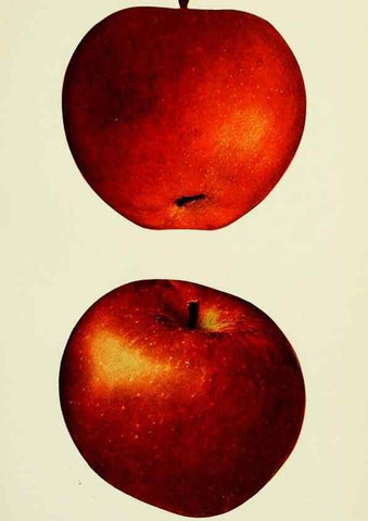 Reproducción/Reproduction 40651960560: The apples of New York,. Albany,J. B. Lyon Co., Printers,1905.. 