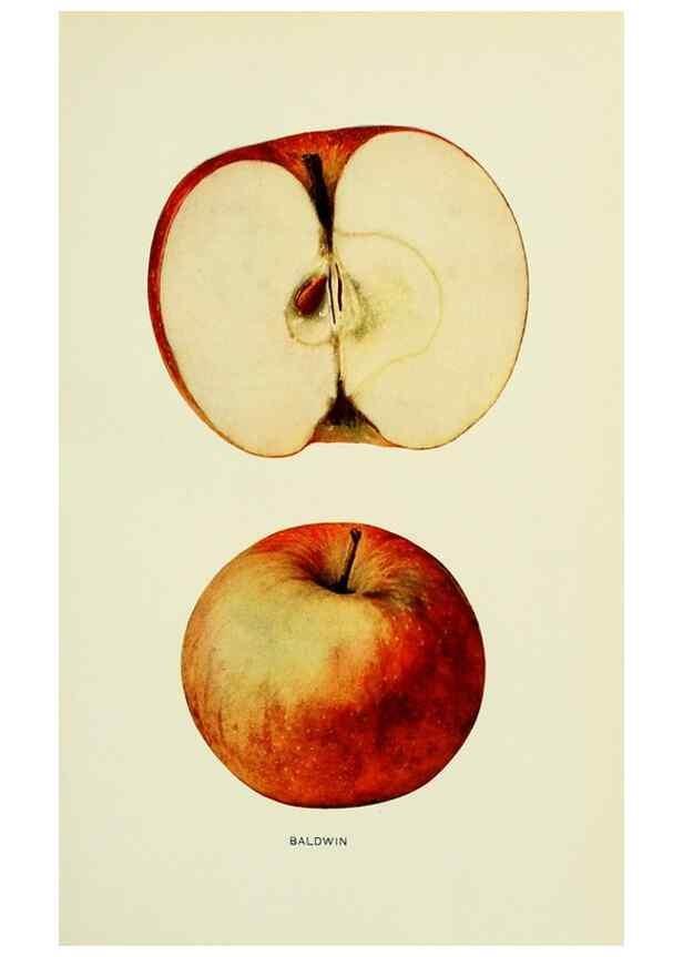 Reproducción/Reproduction 42409892492: The apples of New York,. Albany,J. B. Lyon Co., Printers,1905.. 