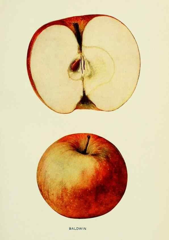 Reproducción/Reproduction 42409892492: The apples of New York,. Albany,J. B. Lyon Co., Printers,1905.. 