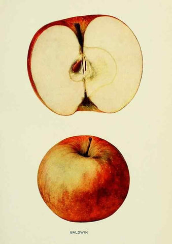 Reproducción/Reproduction 42409892492: The apples of New York,. Albany,J. B. Lyon Co., Printers,1905.. 