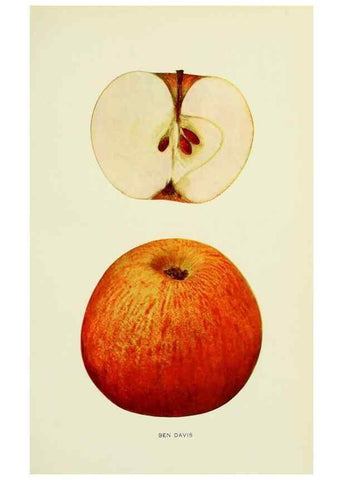Reproducción/Reproduction 42460605871: The apples of New York,. Albany,J. B. Lyon Co., Printers,1905.. 