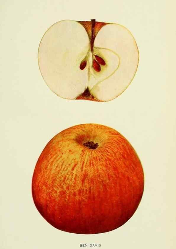 Reproducción/Reproduction 42460605871: The apples of New York,. Albany,J. B. Lyon Co., Printers,1905.. 