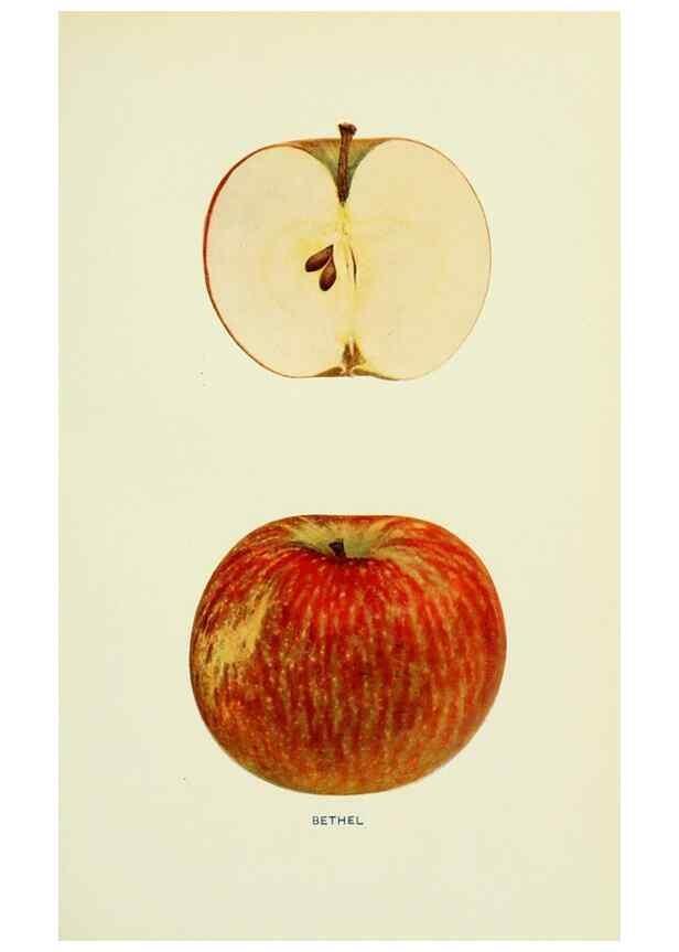 Reproducción/Reproduction 42460608731: The apples of New York,. Albany,J. B. Lyon Co., Printers,1905.. 