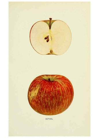 Reproducción/Reproduction 42460608731: The apples of New York,. Albany,J. B. Lyon Co., Printers,1905.. 
