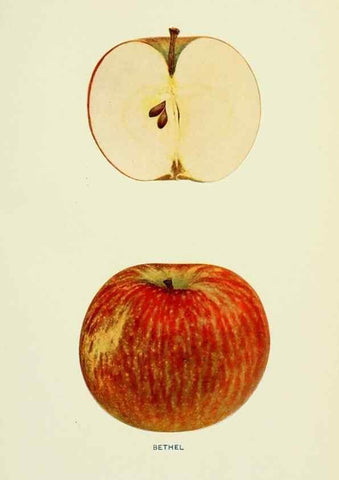 Reproducción/Reproduction 42460608731: The apples of New York,. Albany,J. B. Lyon Co., Printers,1905.. 