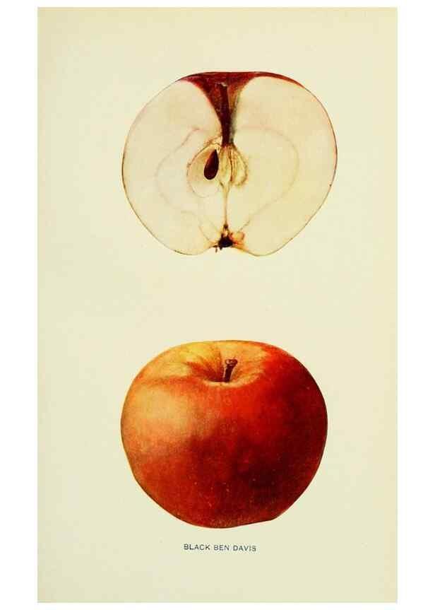 Reproducción/Reproduction 40651969360: The apples of New York,. Albany,J. B. Lyon Co., Printers,1905.. 