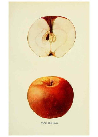 Reproducción/Reproduction 40651969360: The apples of New York,. Albany,J. B. Lyon Co., Printers,1905.. 